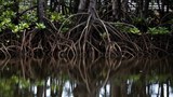 Sabah’s ‘green’ land deal with private Singaporean firm raises red flags