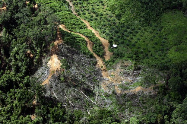 Study: Malaysia has earmarked area 100 times Kuala Lumpur’s size for deforestation Study: Malaysia has earmarked area 100 times Kuala Lumpur’s size for deforestation