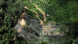 Study: Malaysia has earmarked area 100 times Kuala Lumpur’s size for deforestation