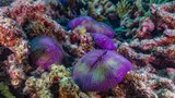 Thriving reef at Bikini Atoll is a triumph of resilience and a warning