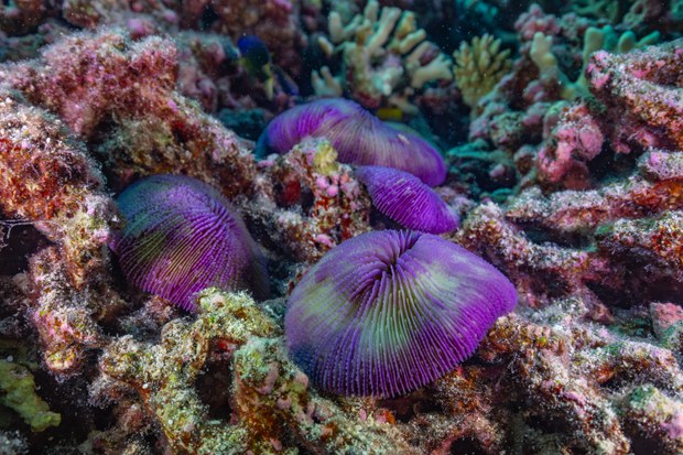 Thriving reef at Bikini Atoll is a triumph of resilience and a warning Thriving reef at Bikini Atoll is a triumph of resilience and a warning