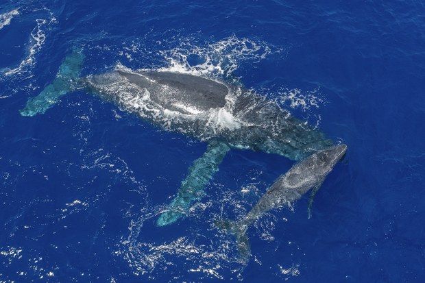 Niue, a Pacific atoll, seeks sponsors to protect its vast ocean territory Niue, a Pacific atoll, seeks sponsors to protect its vast ocean territory