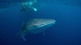 Southeast Asian, Pacific leaders applaud first-ever global ocean treaty