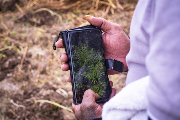 Pacific islanders seek big profits from budding medical cannabis trade Pacific islanders seek big profits from budding medical cannabis trade
