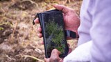 Pacific islanders seek big profits from budding medical cannabis trade