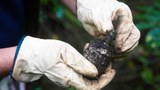 Unexploded WWII bombs plague Palau amid US military build-up