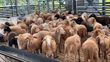 PNG sheep farm takes aim at unhealthy reliance on imported lamb flaps