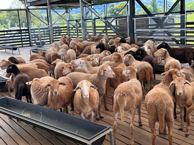 PNG sheep farm takes aim at unhealthy reliance on imported lamb flaps PNG sheep farm takes aim at unhealthy reliance on imported lamb flaps