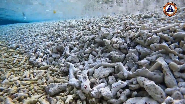 18 PH-CH-SCS-coral 2.jpg 18 PH-CH-SCS-coral 2.jpg
