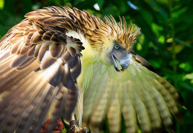 211207-PH-eagle-inside.jpg 211207-PH-eagle-inside.jpg