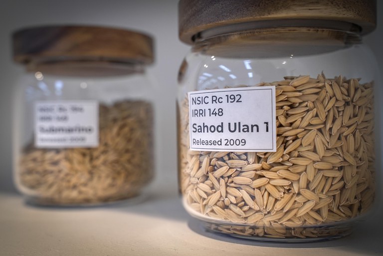 26 PH-rice2.jpg 26 PH-rice2.jpg