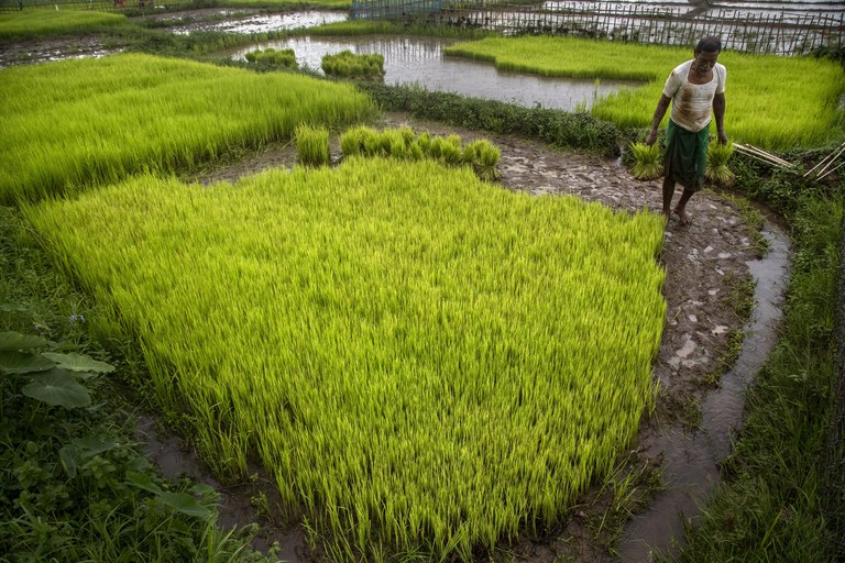 26 PH-rice3.jpg 26 PH-rice3.jpg