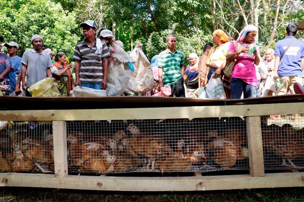 170811-PH-chickens-620 170811-PH-chickens-620