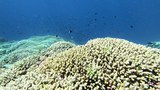 Chinese study: No evidence of widespread damage to corals at disputed reef