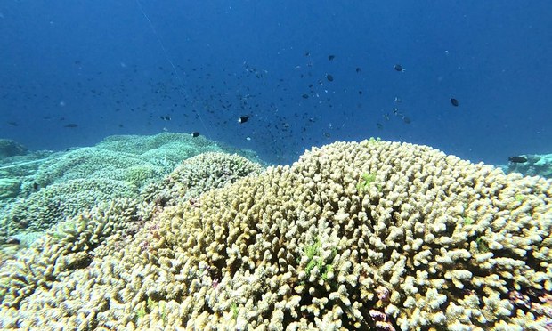 Chinese study: No evidence of widespread damage to corals at disputed reef