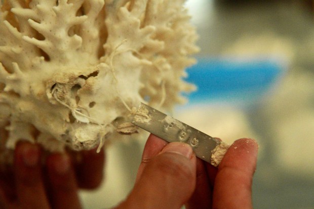 Filipino marine scientist discovers technique to raise corals faster Filipino marine scientist discovers technique to raise corals faster