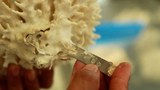 Filipino marine scientist discovers technique to raise corals faster