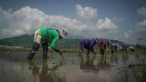 Marcos: Philippines could face drought conditions, food shortages in 2024