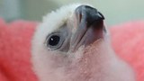 New Chick Brings Hope for Endangered Philippine Eagle
