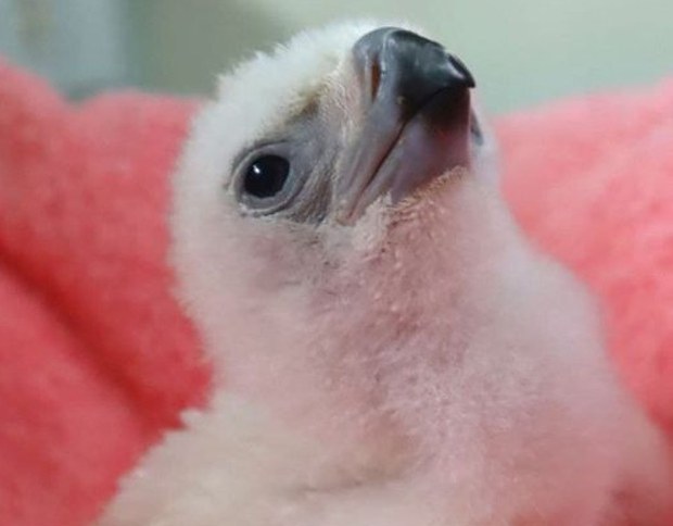 New Chick Brings Hope for Endangered Philippine Eagle New Chick Brings Hope for Endangered Philippine Eagle