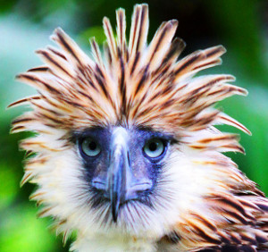 A 7-year-old Philippine Eagle named Scout Binay displays its feathers at the Philippine Eagle Center in Davao City, April 2013. [Mark Navales/BenarNews]
