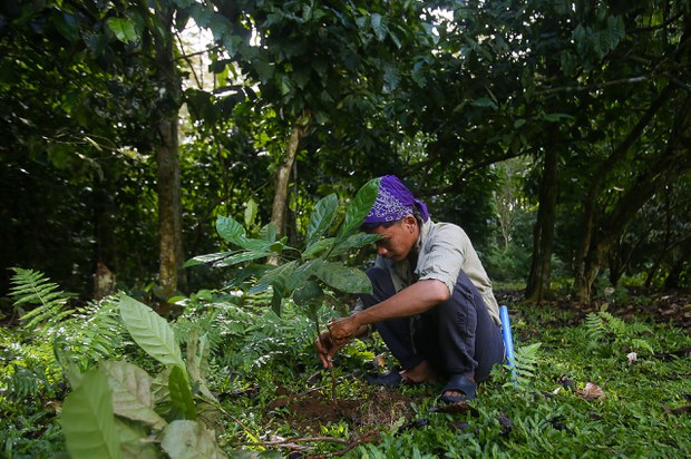 Ex-Abu Sayyaf militants till new lives as coffee farmers in southern Philippines Ex-Abu Sayyaf militants till new lives as coffee farmers in southern Philippines