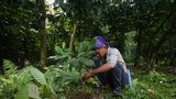 Ex-Abu Sayyaf militants till new lives as coffee farmers in southern Philippines