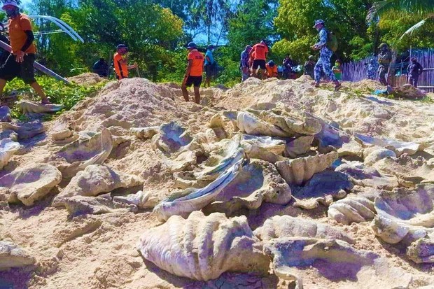 Philippines Seizes Huge Haul of Illegally Harvested Giant Clam Shells Philippines Seizes Huge Haul of Illegally Harvested Giant Clam Shells
