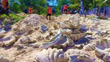 Philippines Seizes Huge Haul of Illegally Harvested Giant Clam Shells