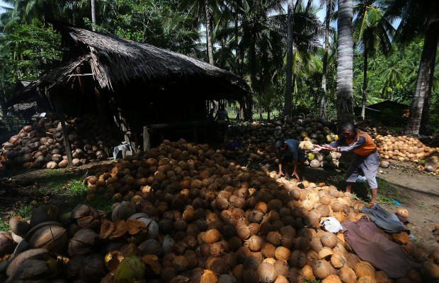 Kere Tahidaki (right), and Martin Ampager, work on a coconut farm in Pangyan village in Glan, a township in Sarangani province, southern Philippines, Jan. 11, 2018. [Mark Navales/BenarNews]