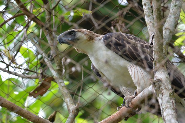 First Endangered Philippine Eagle Hatched in Captivity Dies First Endangered Philippine Eagle Hatched in Captivity Dies