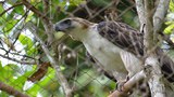 First Endangered Philippine Eagle Hatched in Captivity Dies