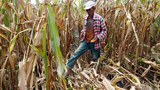 190406-PH-El-Nino-1000.JPG