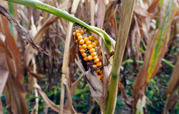 Corn that was supposed to be ready for harvest in the southern Philippine province of South Cotabato are shown with brown stalks and leaves as a result of the El Niño phenomenon, March 28, 2019. [Jeoffrey Maitem/BenarNews]