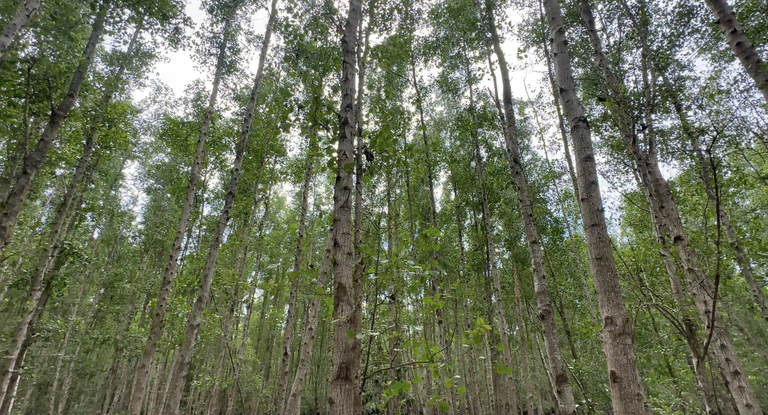 philippines-mangrove-forest 2.png philippines-mangrove-forest 2.png