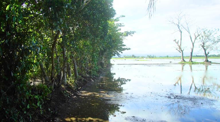 philippines-organic-farm 4.png philippines-organic-farm 4.png