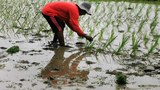 Philippines imposes cap to stem soaring rice prices