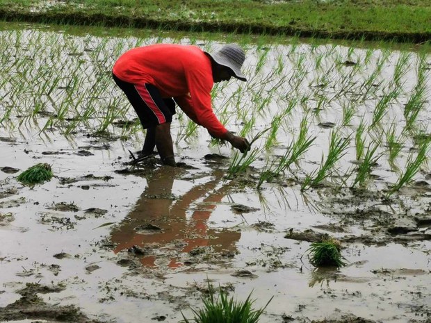 Philippines imposes cap to stem soaring rice prices Philippines imposes cap to stem soaring rice prices