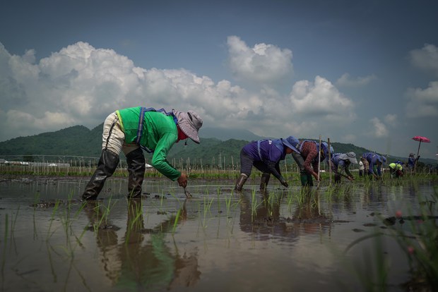 In Philippines, researchers engineer rice varieties to adapt to changing climate In Philippines, researchers engineer rice varieties to adapt to changing climate