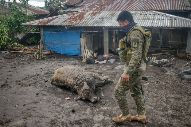 A police officer walks past a dead water buffalo in the town of Guinobatan, Albay province, Philippines, in the aftermath of Super Typhoon Goni, Nov. 2, 2020. [Vincent Go/BenarNews]