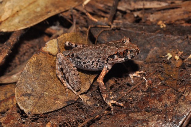 220131-TH-species-2.jpg 220131-TH-species-2.jpg