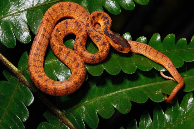 220131-TH-species-5.jpg 220131-TH-species-5.jpg