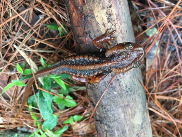 220131-TH-species-9.jpg 220131-TH-species-9.jpg