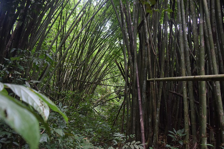 5 Dense forest in Khao Laem National Park, where forest rangers said they often catch groups of Myanmar nationals crossing and turn them over to the police. Taken on Aug. 18, 2024.JPG 5 Dense forest in Khao Laem National Park, where forest rangers said they often catch groups of Myanmar nationals crossing and turn them over to the police. Taken on Aug. 18, 2024.JPG