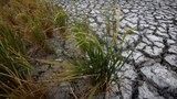 2016-05-ID-MEKONG-POMPEO-RICE1000