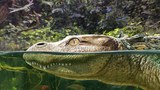Ancient alligator species identified in Thailand