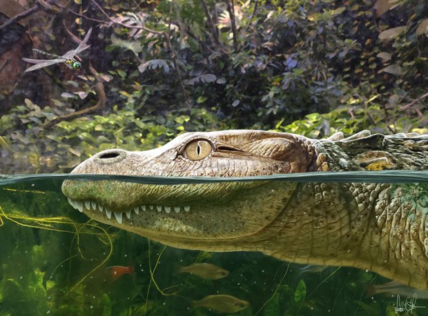 Ancient alligator species identified in Thailand Ancient alligator species identified in Thailand