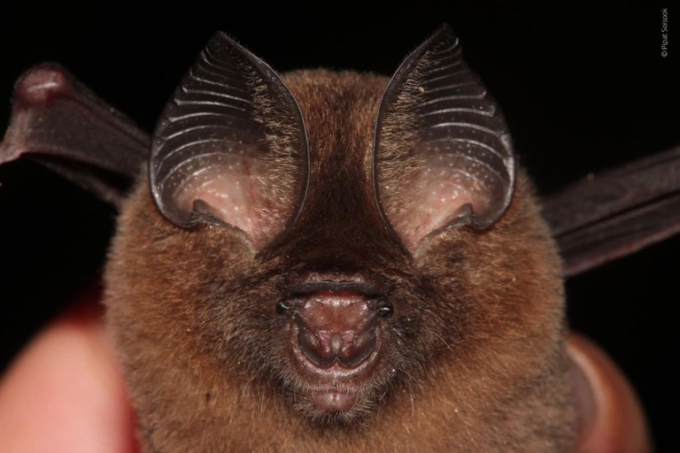 bat.jpg bat.jpg