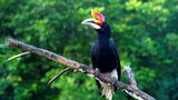 150918-TH-hornbill-1000