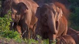 Two-thirds of suitable elephant habitat in Asia lost over 3 centuries